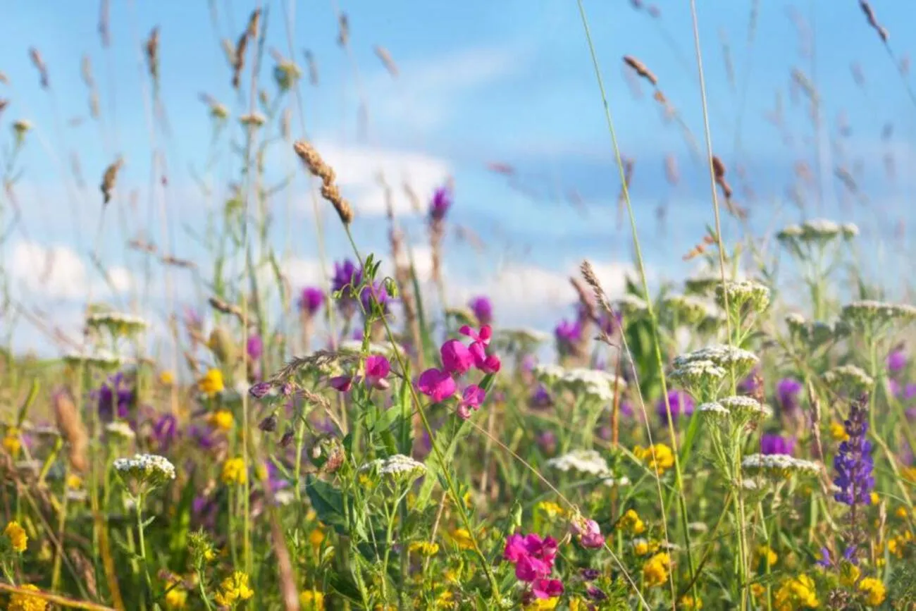 Tierheilpraxis Am Moor - Tierheilpraktikerin, Aromaberaterin, Hundepension - Blumenfeld