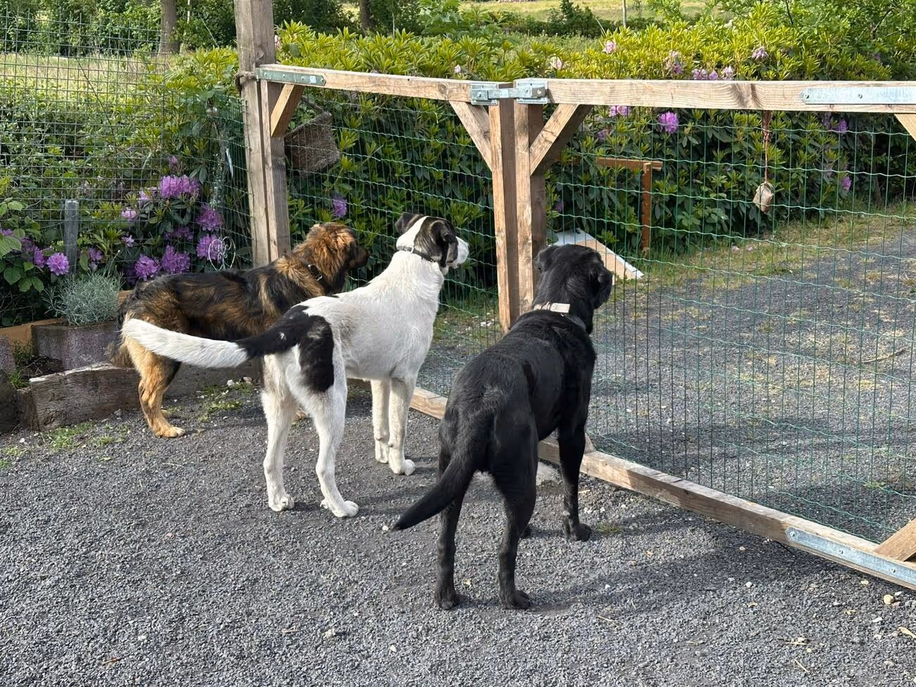 Tierheilpraxis Am Moor - Tierheilpraktikerin, Aromaberaterin, Hundepension - Hunde