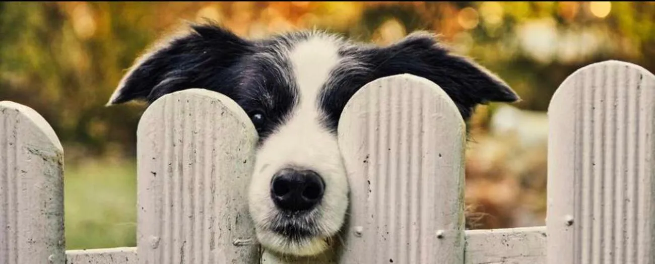 Tierheilpraxis Am Moor - Tierheilpraktikerin, Aromaberaterin, Hundepension - Vieh