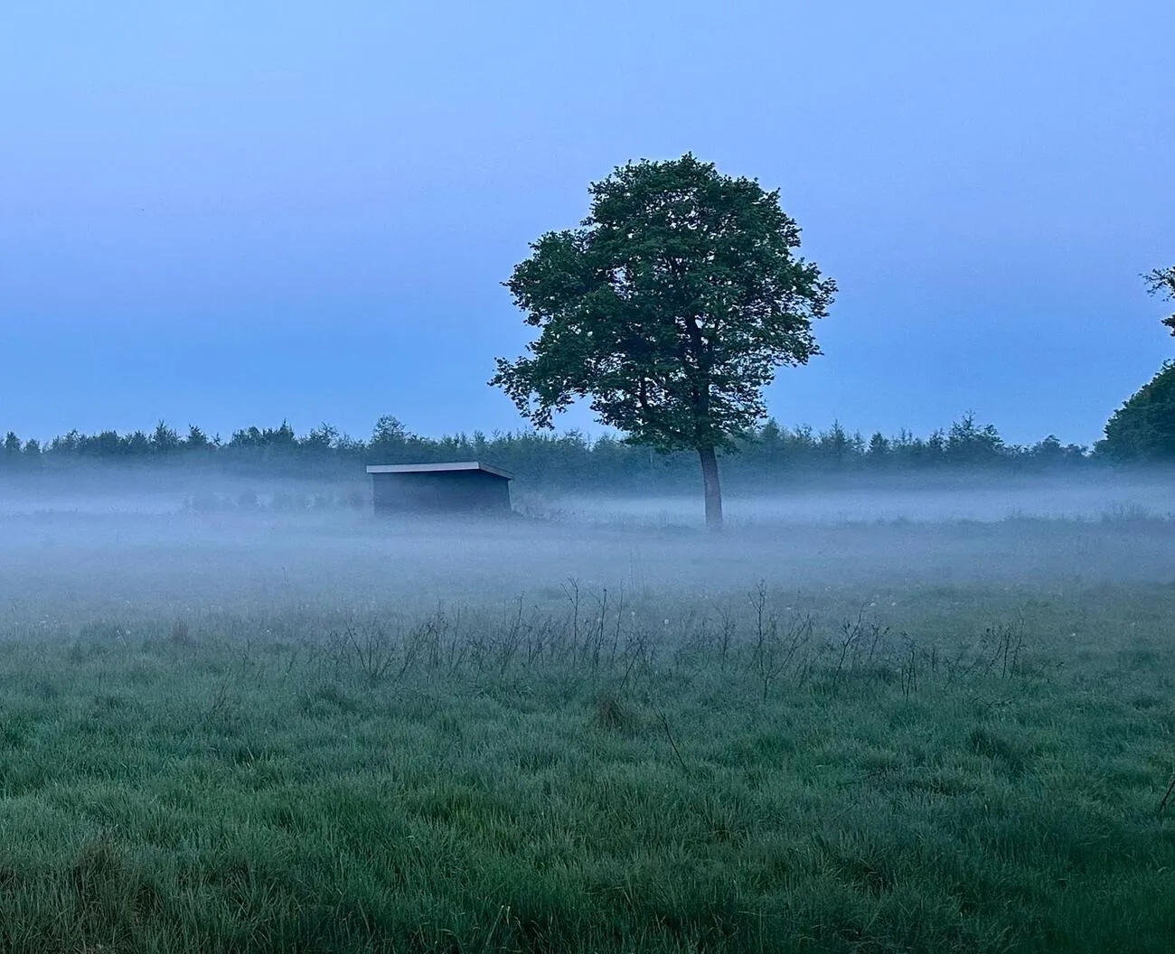 Tierheilpraxis Am Moor - Tierheilpraktikerin, Aromaberaterin, Hundepension - Bauernhoffeldnebel