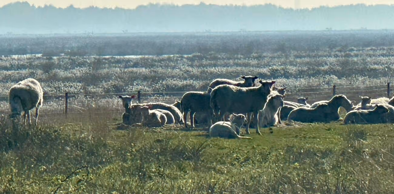Tierheilpraxis Am Moor - Tierheilpraktikerin, Aromaberaterin, Hundepension - Bauernhoffeldnebel