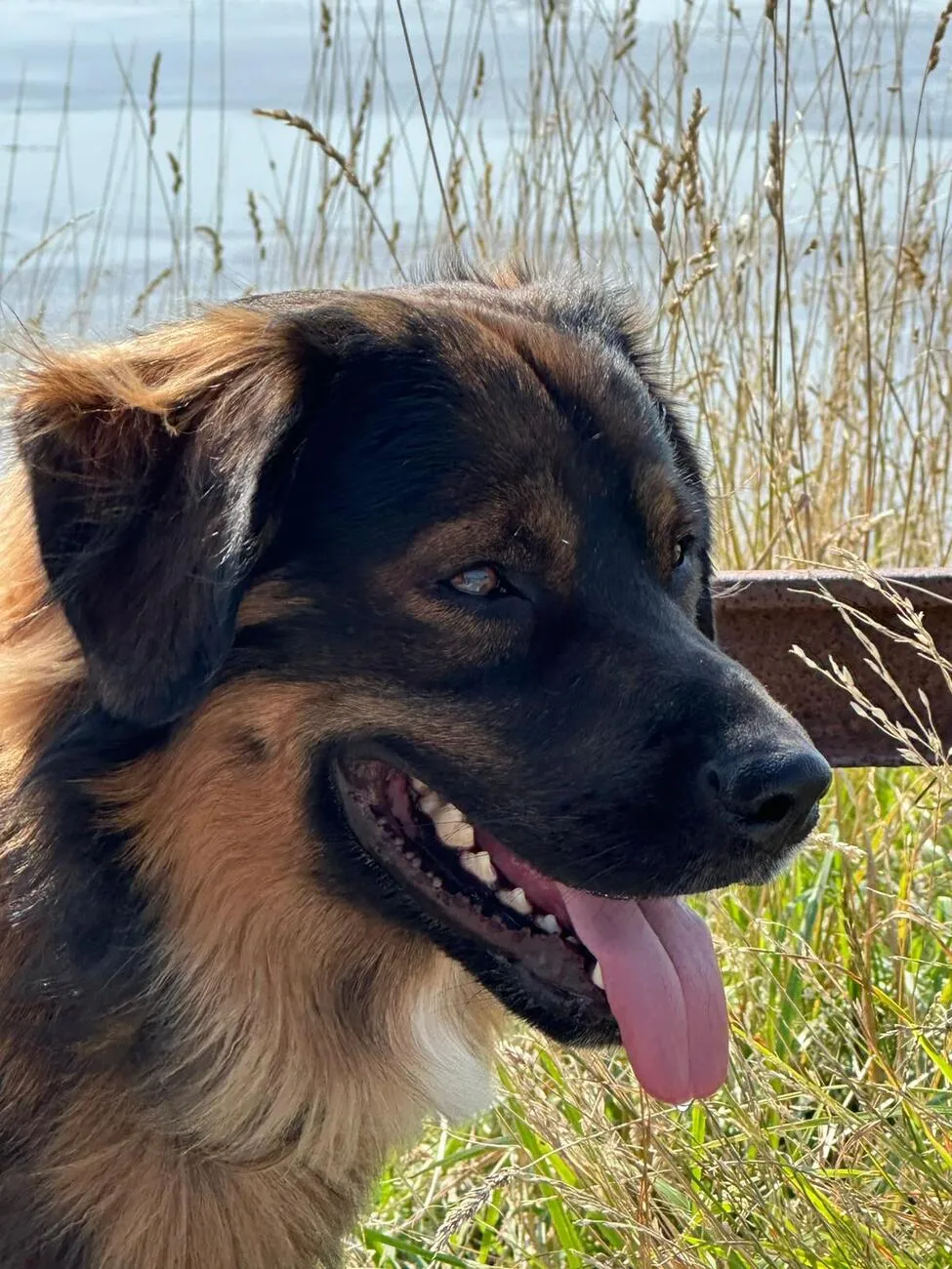 Tierheilpraxis Am Moor - Tierheilpraktikerin, Aromaberaterin, Hundepension - Hund