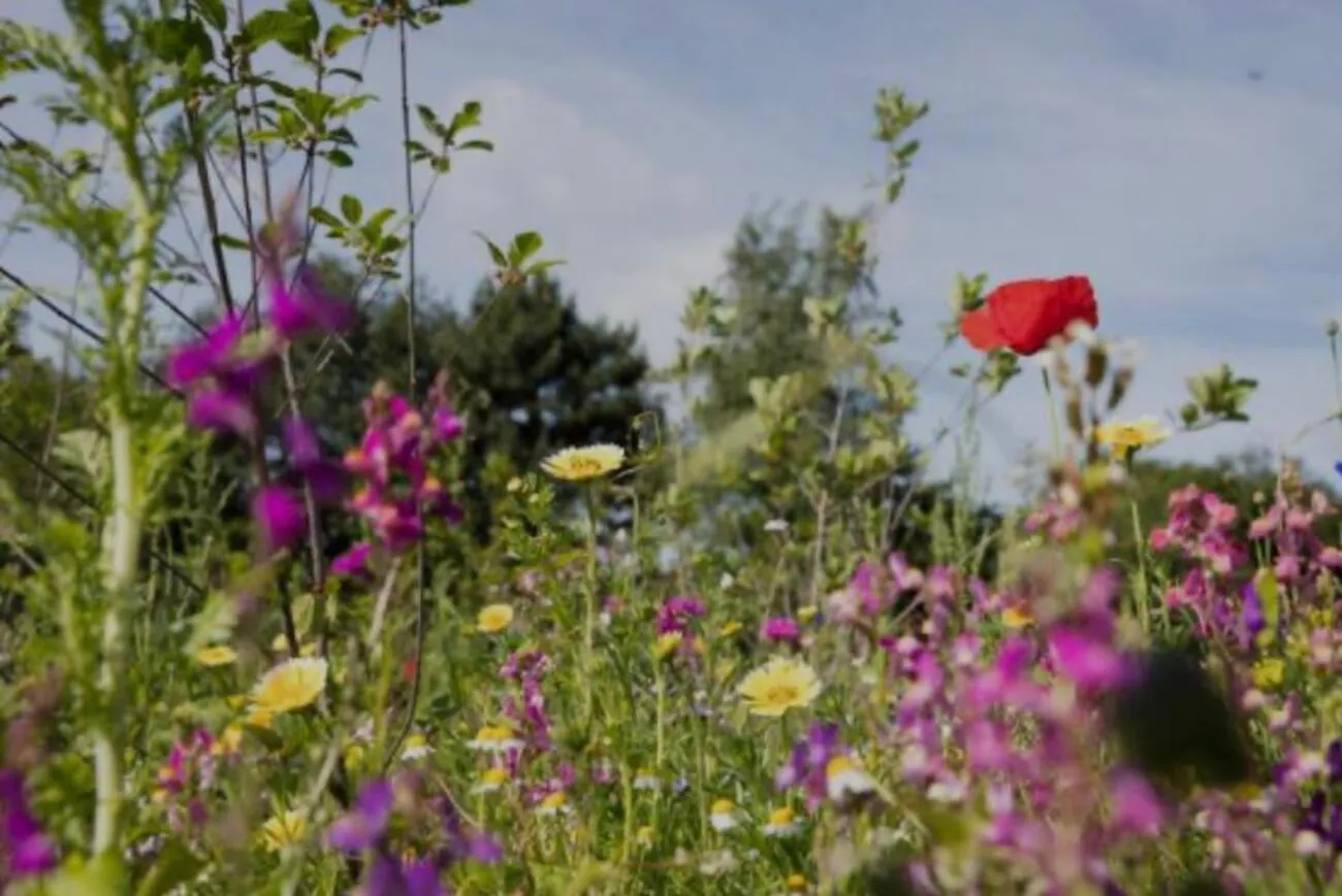 Tierheilpraxis Am Moor - Tierheilpraktikerin, Aromaberaterin, Hundepension - Hund