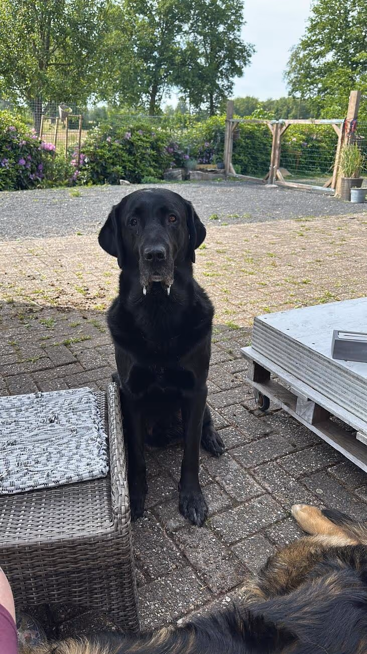 Tierheilpraxis Am Moor - Tierheilpraktikerin, Aromaberaterin, Hundepension - Hund