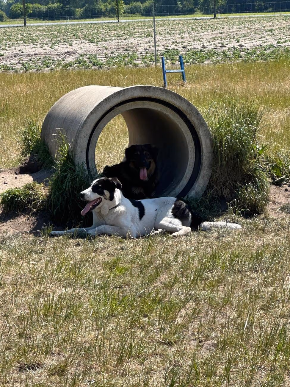 Tierheilpraxis Am Moor - Tierheilpraktikerin, Aromaberaterin, Hundepension - Hundesitter