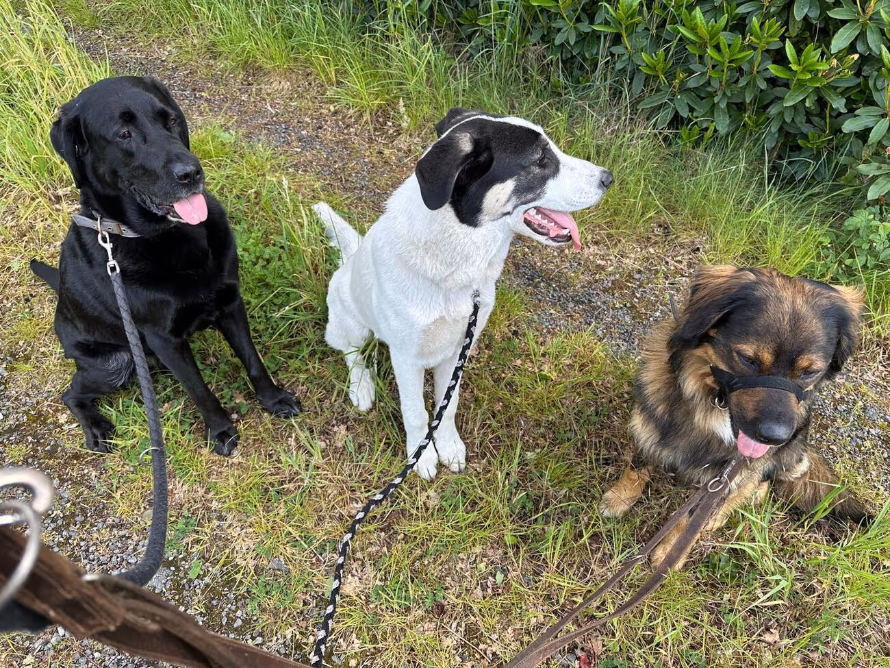Tierheilpraxis Am Moor - Tierheilpraktikerin, Aromaberaterin, Hundepension - Hunde