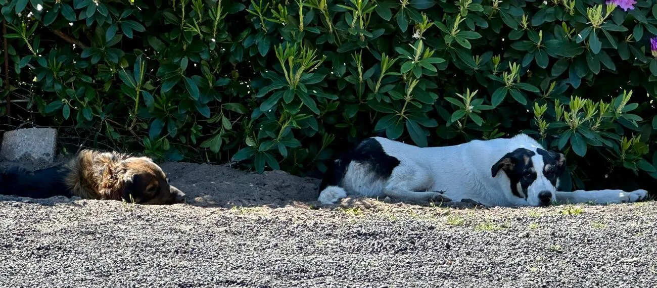 Tierheilpraxis Am Moor - Tierheilpraktikerin, Aromaberaterin, Hundepension - Hunde
