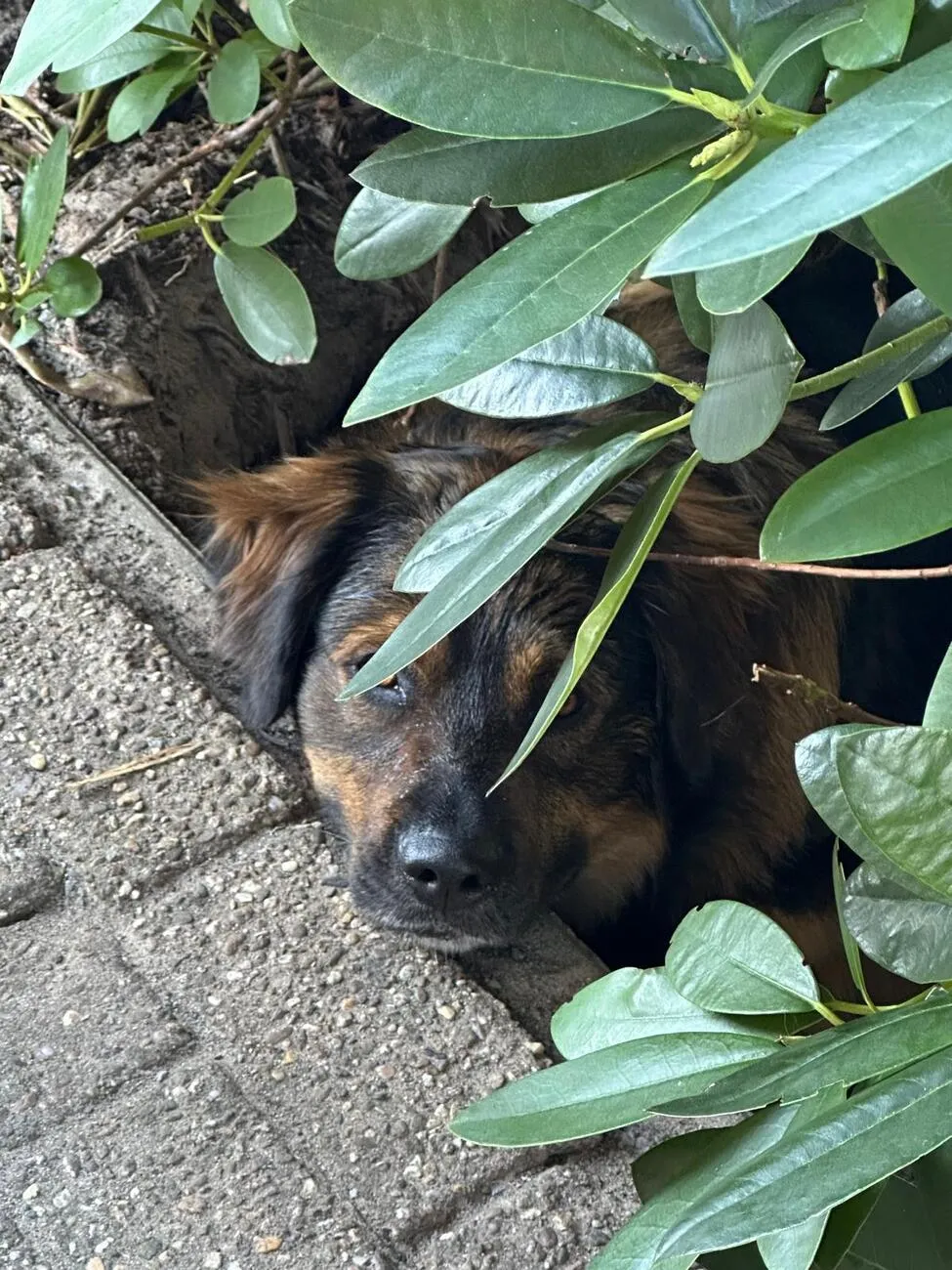Tierheilpraxis Am Moor - Tierheilpraktikerin, Aromaberaterin, Hundepension - Hund