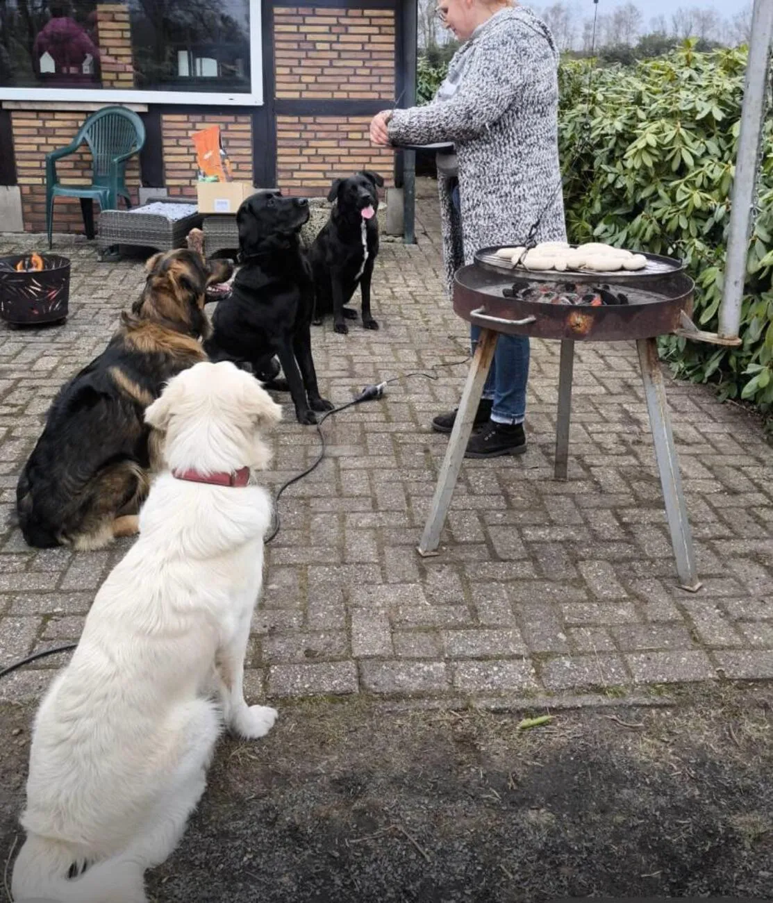 Tierheilpraxis Am Moor - Tierheilpraktikerin, Aromaberaterin, Hundepension - Hunde füttern