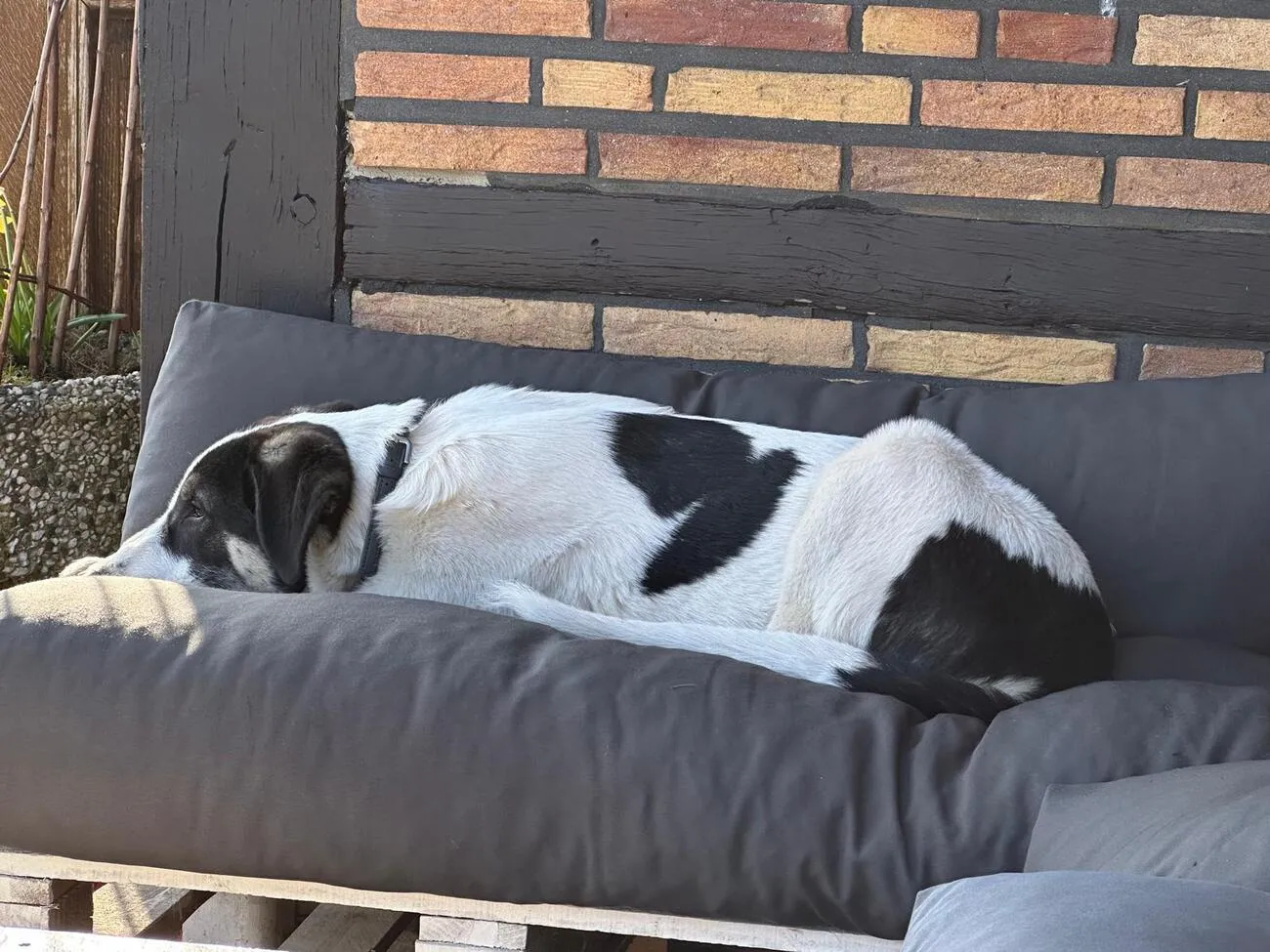 Tierheilpraxis Am Moor - Tierheilpraktikerin, Aromaberaterin, Hundepension - Hund sitzt auf der Couch