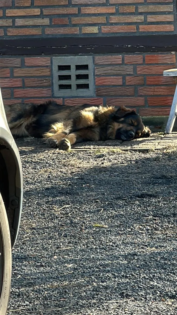 Tierheilpraxis Am Moor - Tierheilpraktikerin, Aromaberaterin, Hundepension - Hund