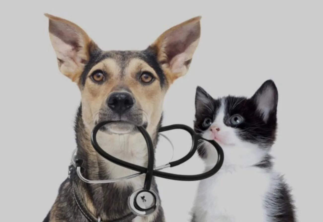Tierheilpraxis Am Moor - Tierheilpraktikerin, Aromaberaterin, Hundepension - Katze und Hund, Arzt Stethoskop
