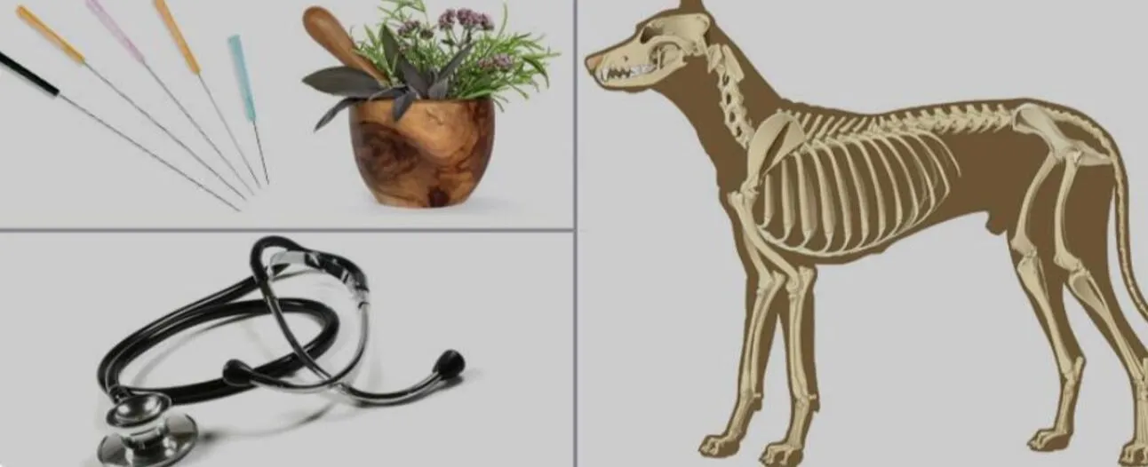 Tierheilpraxis Am Moor - Tierheilpraktikerin, Aromaberaterin, Hundepension - Katze und Hund, Diagramm der Akupunktur