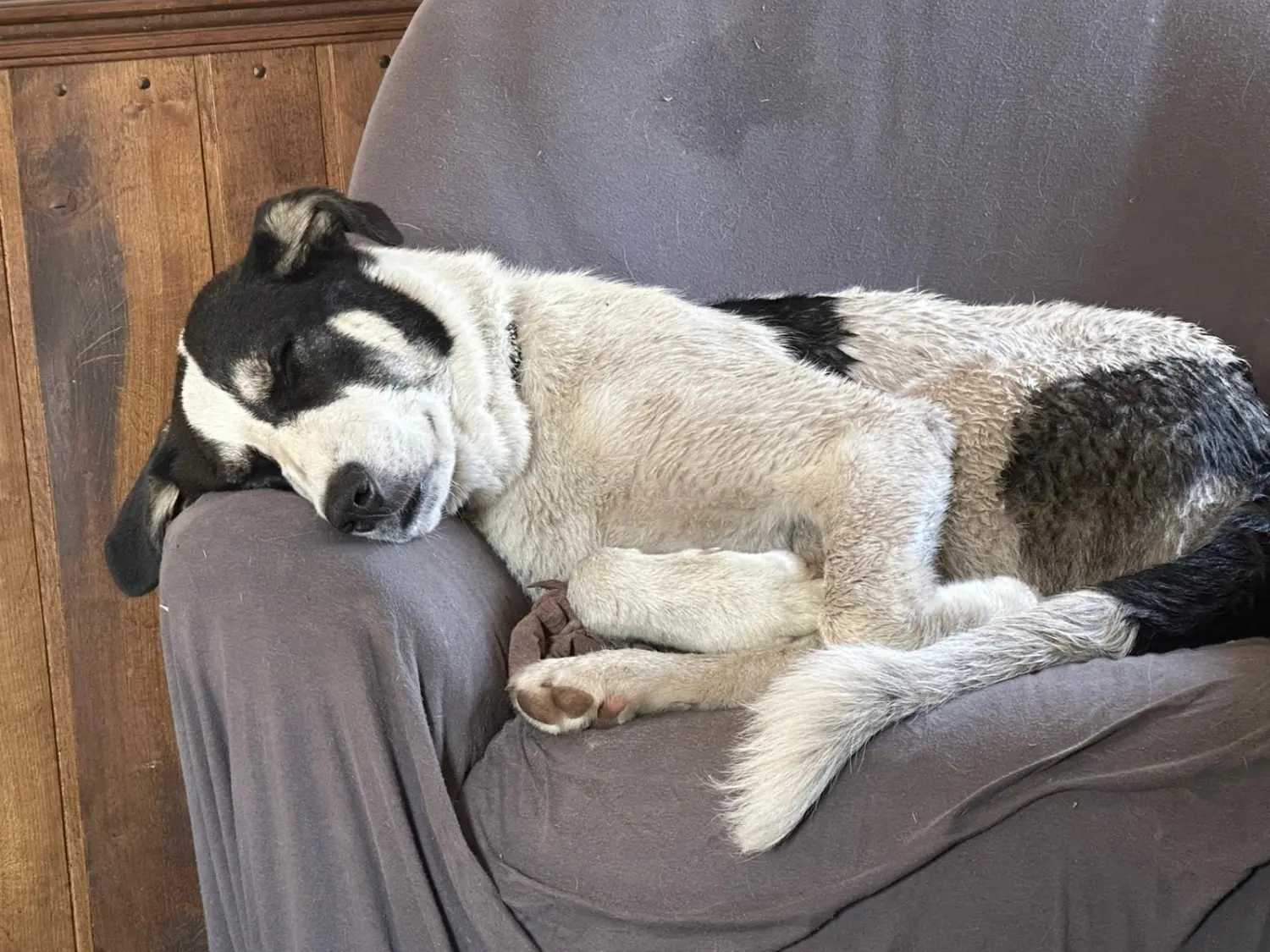 Tierheilpraxis Am Moor - Tierheilpraktikerin, Aromaberaterin, Hundepension - Hund schläft auf dem Sofa