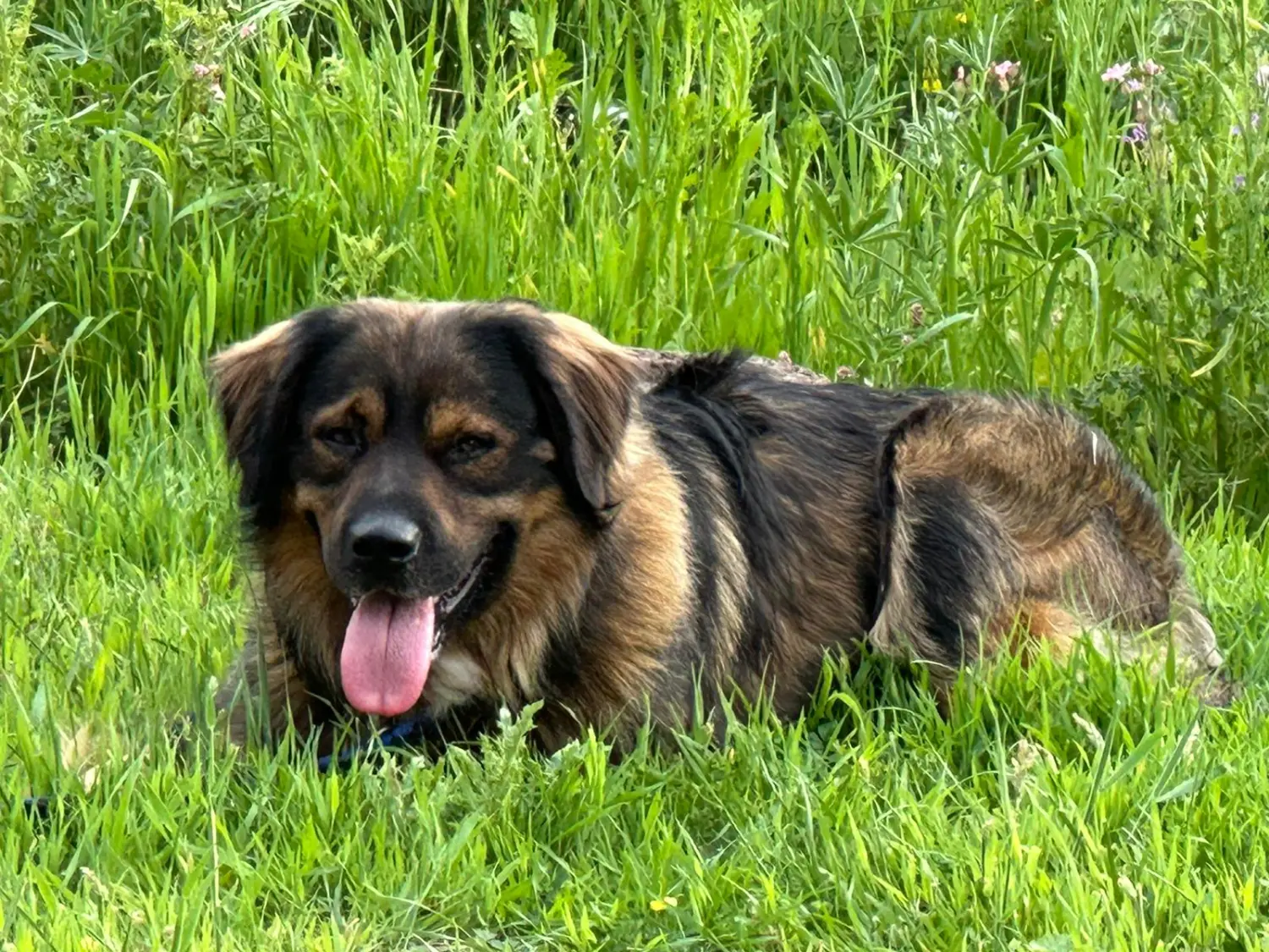 Tierheilpraxis Am Moor - Tierheilpraktikerin, Aromaberaterin, Hundepension - Hund sitzt auf Gras